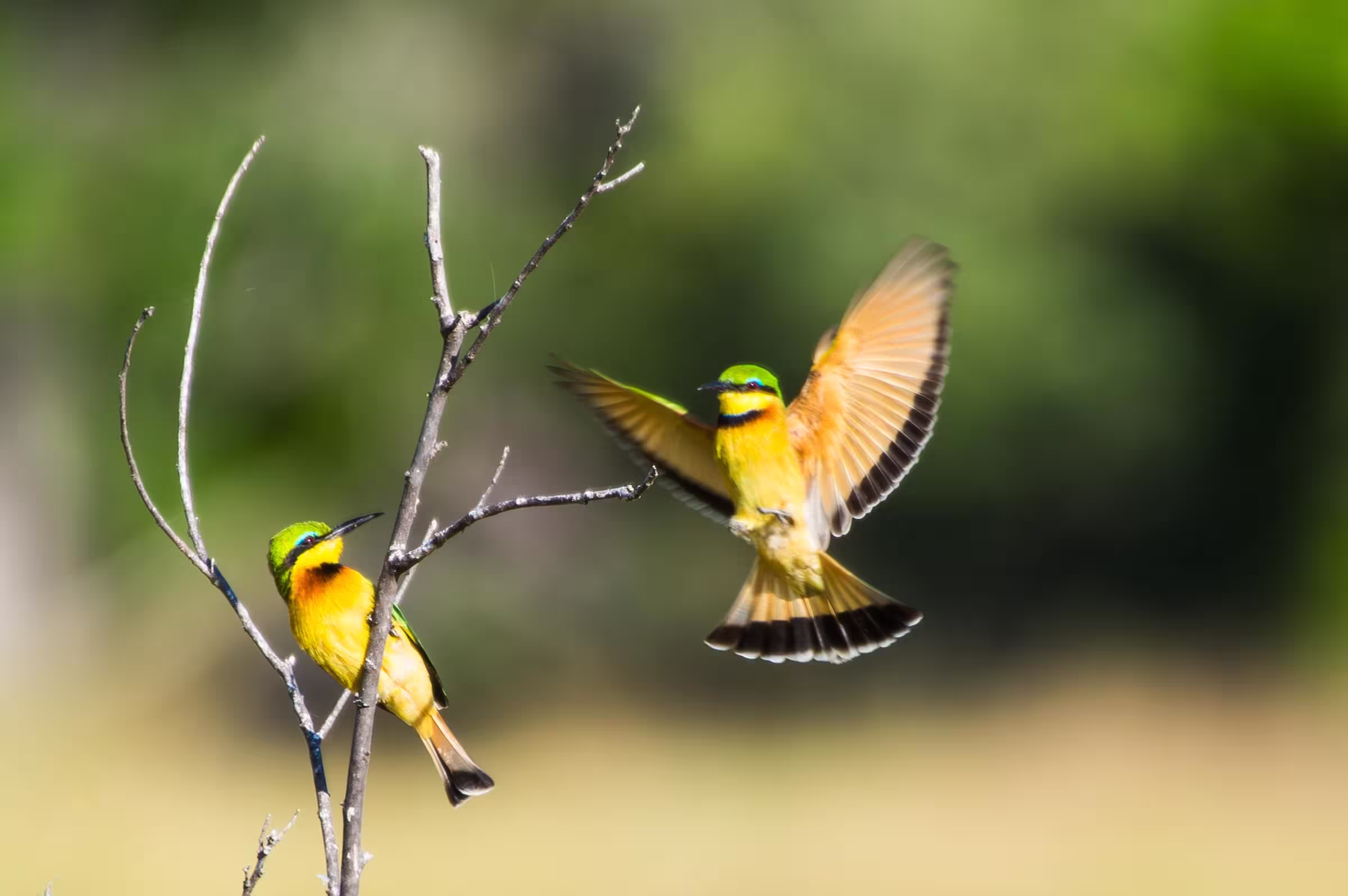 Wildlife photograph of two Bee-Eater birds on a branch. One Bee-eater with bright yellow and green plumage is perched on a bare branch, while another with wings outstretched is captured in mid-flight, just leaving the branch.